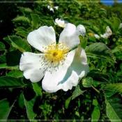 Роза морщинистая (Rosa rugosa)