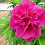 Роза морщинистая (Rosa rugosa)