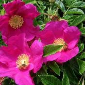 Роза морщинистая (Rosa rugosa)