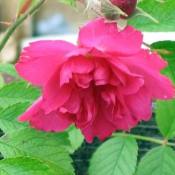 Роза морщинистая (Rosa rugosa)