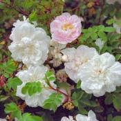 Роза бедренцоволистная (Rosa pimpinellifolia)