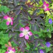 Роза cизая (Rosa glauca)