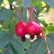 Роза cизая (Rosa glauca)