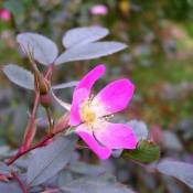 Роза cизая (Rosa glauca)