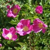 Роза блестящая (Rosa nitida)