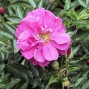 Роза блестящая (Rosa nitida)
