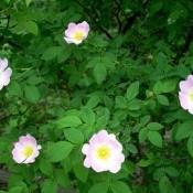 Роза блестящая (Rosa nitida)