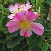 Роза блестящая (Rosa nitida)