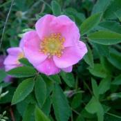 Роза блестящая (Rosa nitida)