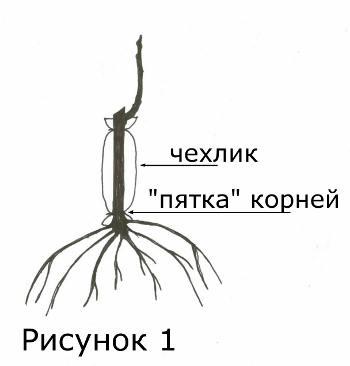 Саженцы винограда - рисунок Ивана Мальцева