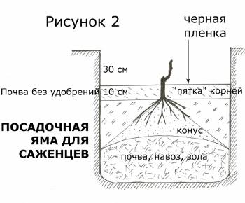 Посадочная яма для саженцев