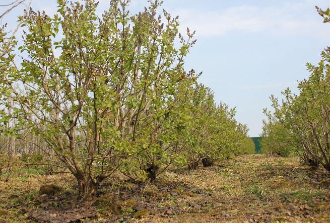 Сирень кусты в садовом центре Южный