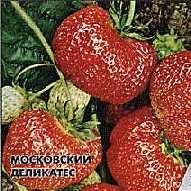 Земляника Московский Деликатес.jpg