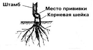 Заглублять ли розы при посадке