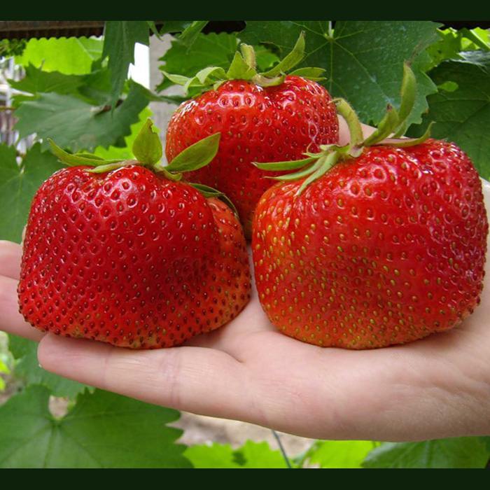 http://www.uzhniy.ru/upload/catalog/plodovie/Fragaria-Unia-Smaids.jpg