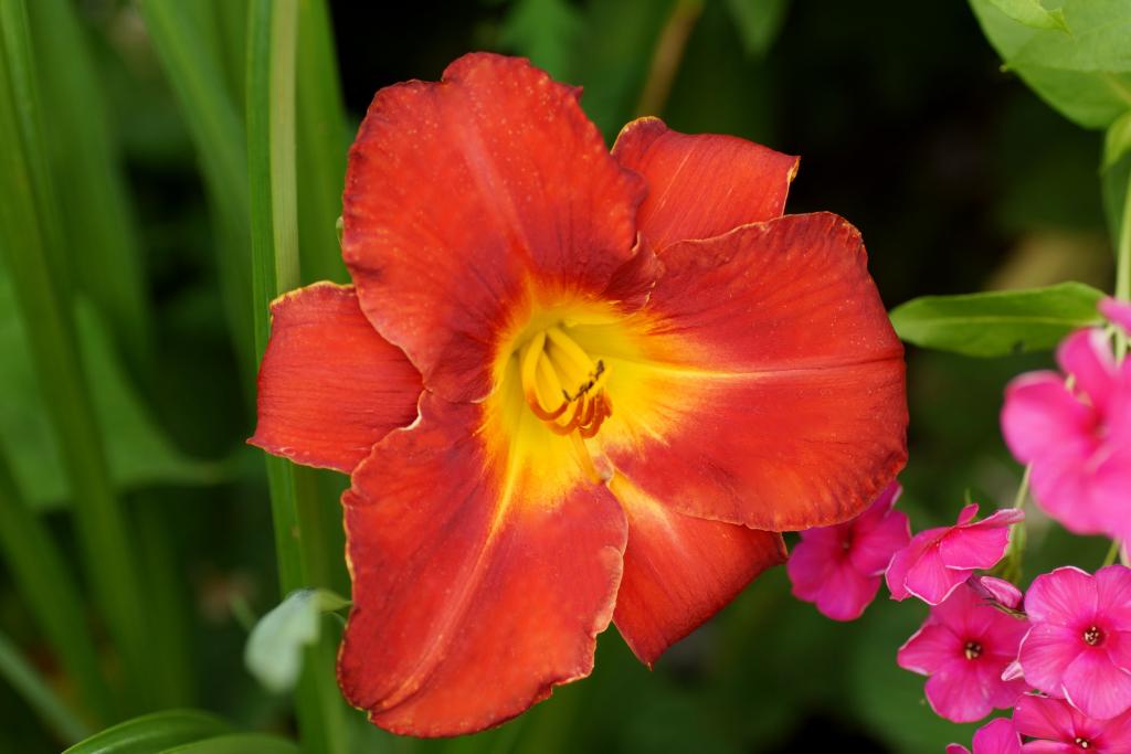 Лилейник гибридный 'Амадеус'