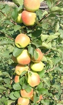 Яблоня колоновидная 'Болеро'