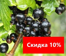 Скидка на смородину!