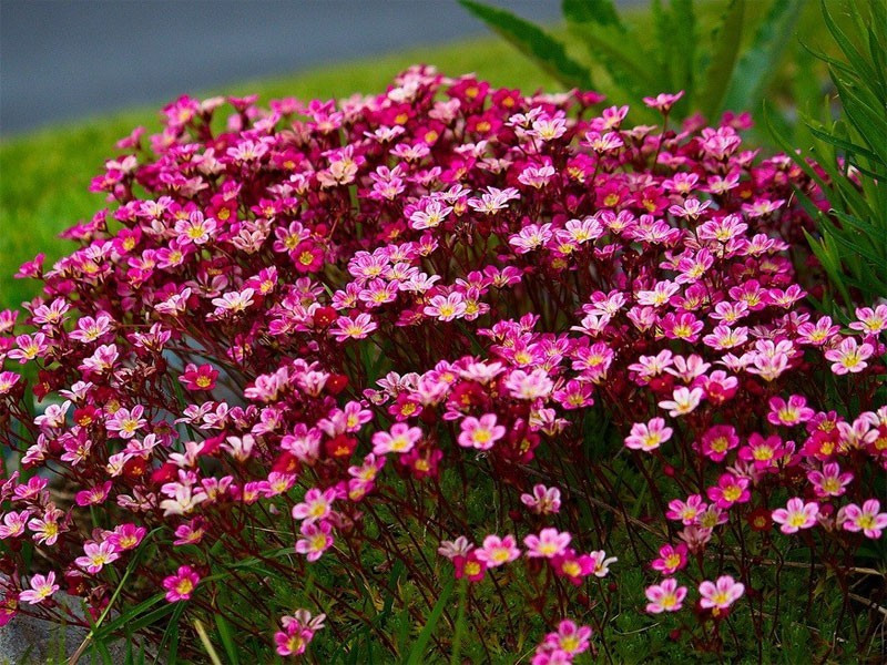 Камнеломка Арендса 'Карпет Перпл Роб'