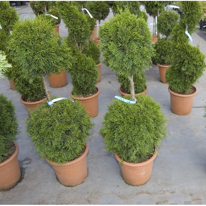 Туя западная 'Смарагд' бонсай  2 шара