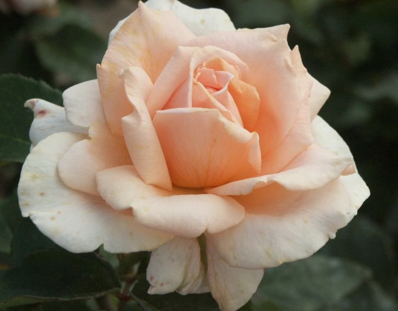 Роза 'Секл ов Лайф' ( шраб) ( оранжевая)