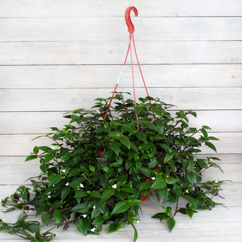 Традесканция ампельная (кашпо)