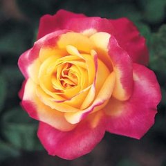 Роза 'Пульман Ориент Экспресс' (чайно-гибридная) (пурпурно - желтая)