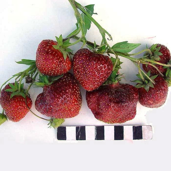 Земляника (клубника) 'Ред Гонтлет'