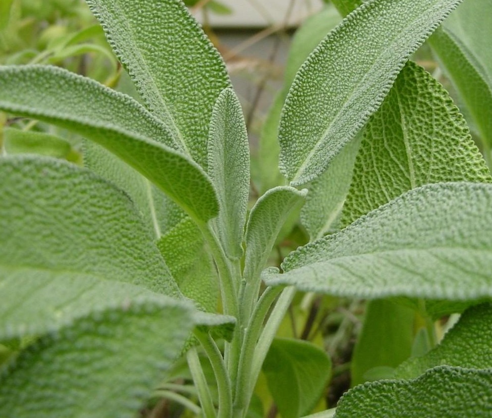 Шалфей 'Патриарший'