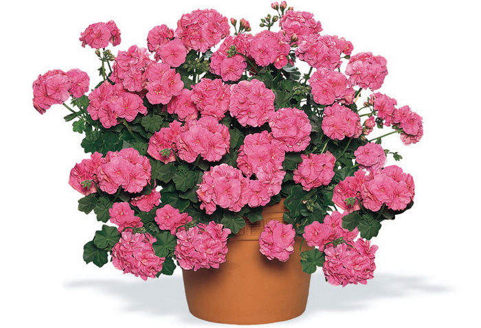 Пеларгония плющелистная 'Викки' (розовая)