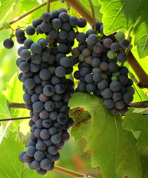 Виноград 'Каберне северный'