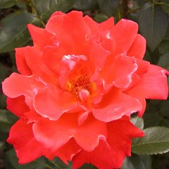 Роза 'Александер' (чайно-гибридная) (красная)