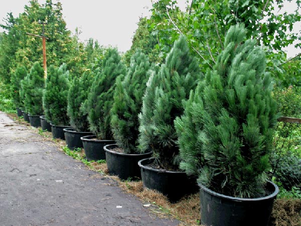 Сосна черная 'Фастигиата'