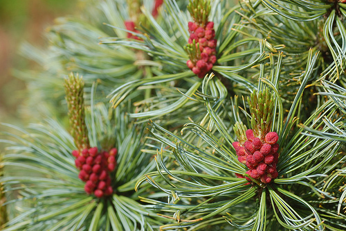 Сосна кедровая стланиковая 'Драйерс Дварф'