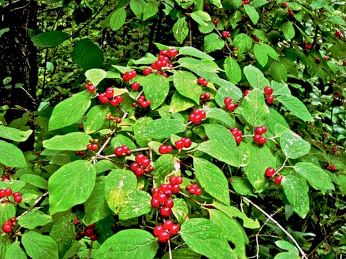 Жимолость лесная