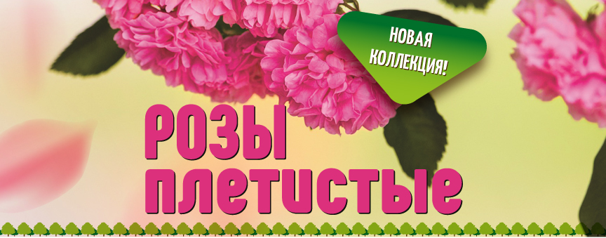 Коллекция плетистых роз