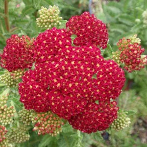 Тысячелистник обыкновенный (парковый) 'Ред вельвет'