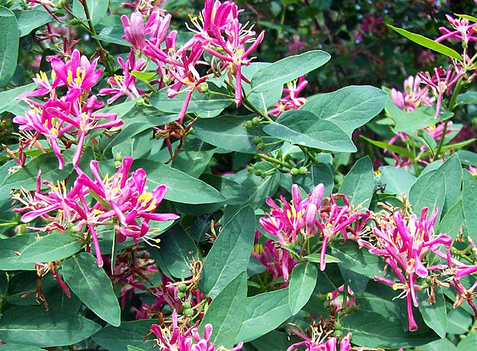 Жимолость татарская 'Розеа'