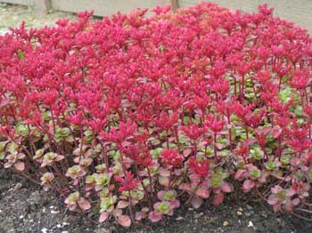 Седум ложный (Очиток) 'Пурпуртепич'