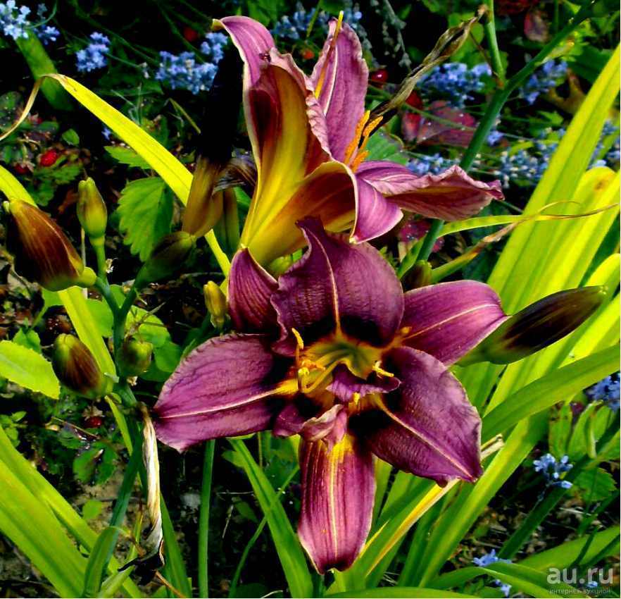 Лилейник гибридный 'Жокей клаб'