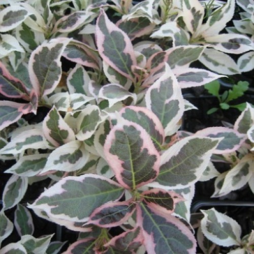 Вейгела цветущая 'Вервайг'