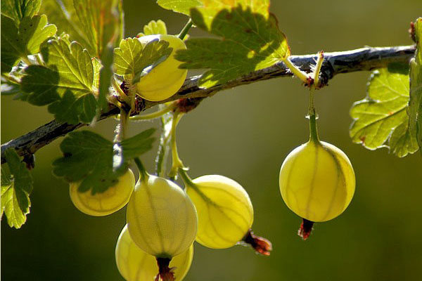 Крыжовник 'Русский желтый'