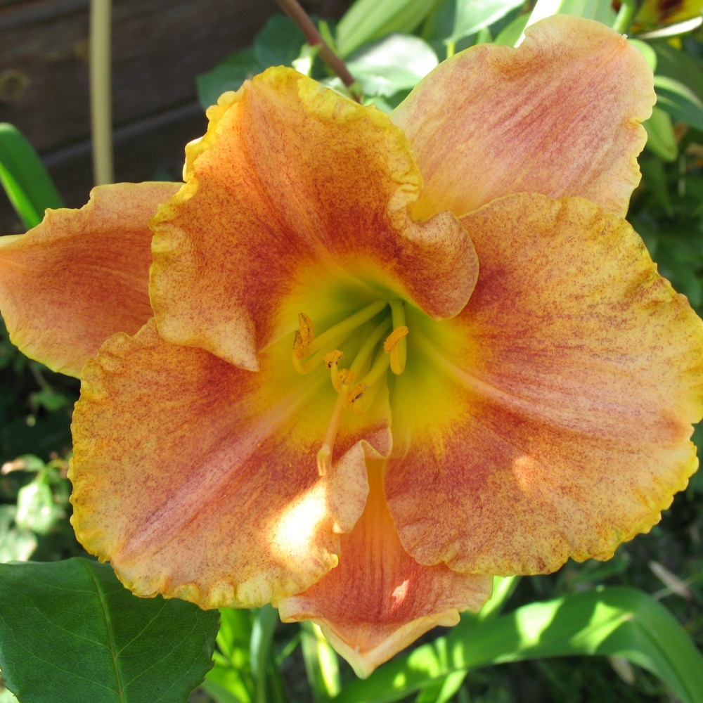 Лилейник гибридный 'Лонгфилдс Мармелад'