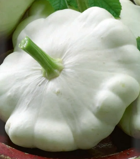 Патиссон 'Пятачок'