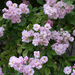 Роза 'Бонни' (плетистая) (розово - лиловая)