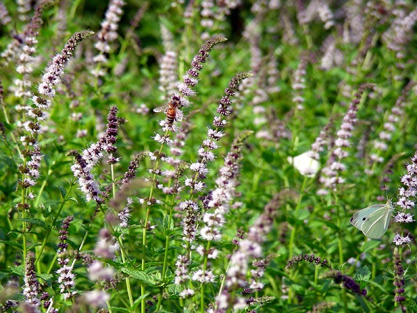 Мята садовая