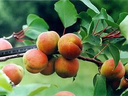 Абрикос 'Ульянихинский'