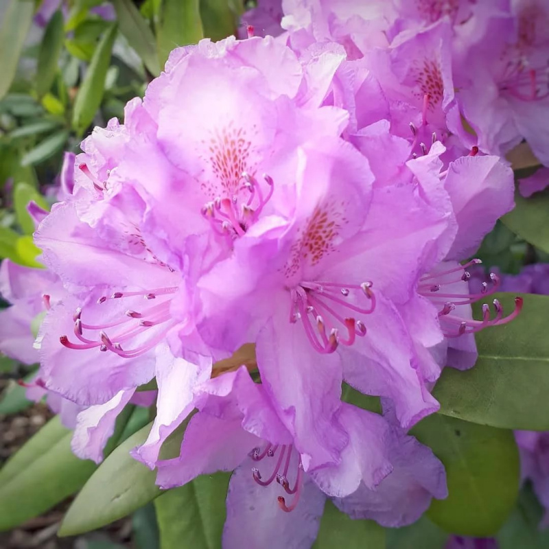 Рододендрон гибридный 'Пинк Леди'