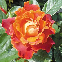 Роза 'Чоколад Раффлс' (флорибунда) (красно - оранжевая)