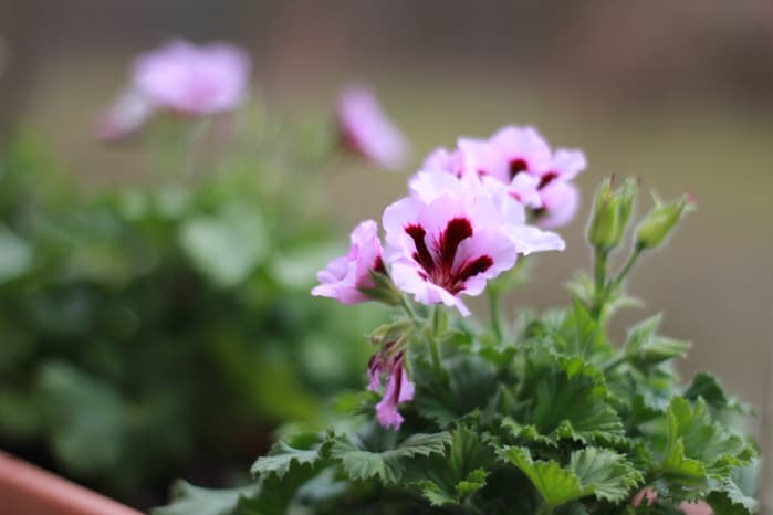 Пеларгония грандифлора (гибридная)